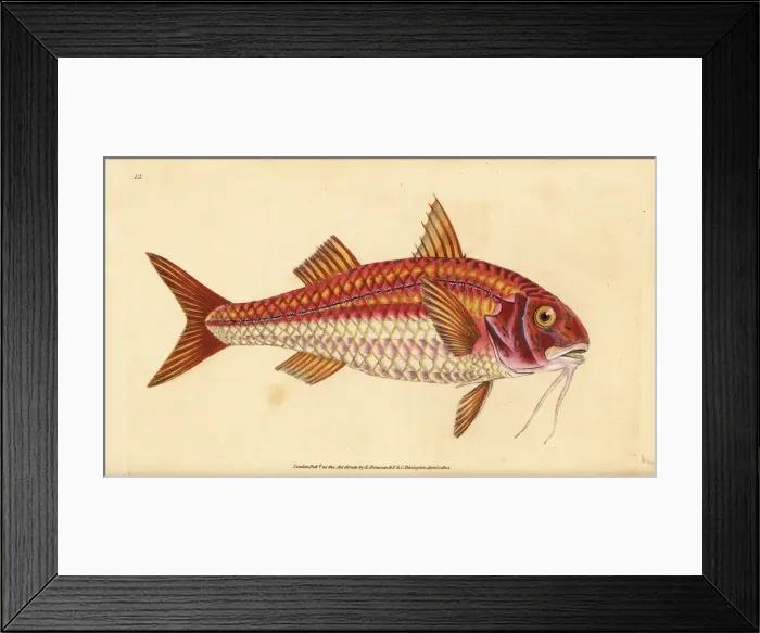 Framed Print : Striped red mullet, Mullus surmuletus Framed Print : Striped red mullet, Mullus surmuletus