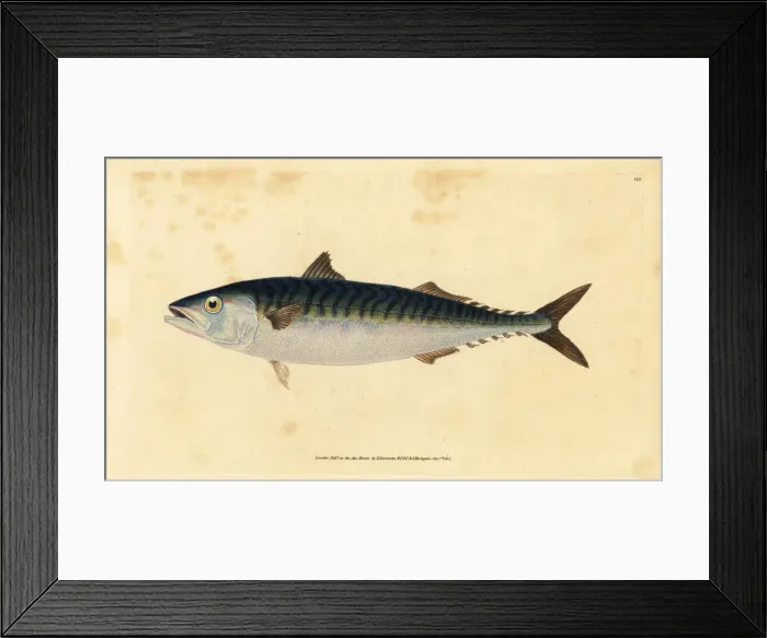 Framed Print : Atlantic mackerel, Scomber scombrus Framed Print : Atlantic mackerel, Scomber scombrus