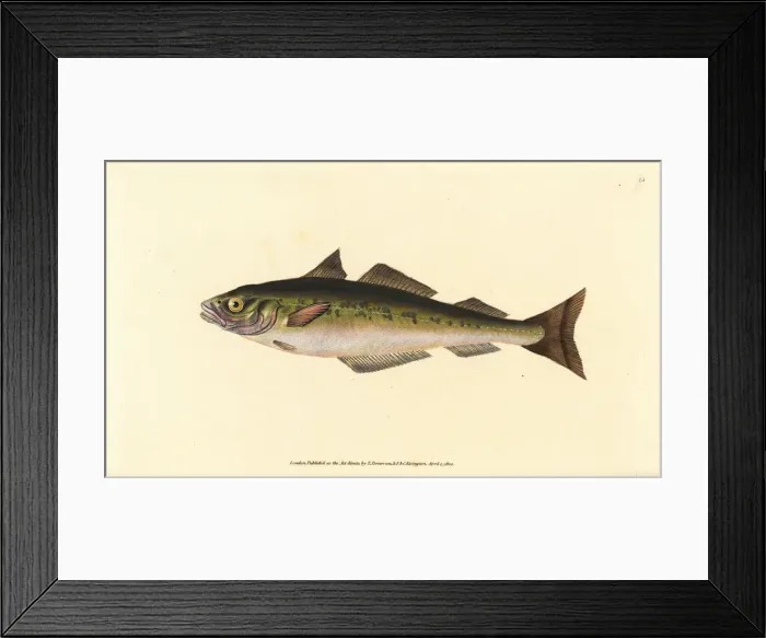 Framed Print : Coalfish or saithe, Pollachius virens Framed Print : Coalfish or saithe, Pollachius virens