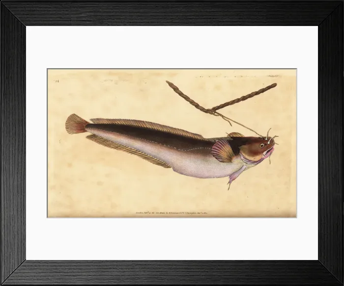 Framed Print : Fivebeard rockling, Ciliata mustela Framed Print : Fivebeard rockling, Ciliata mustela