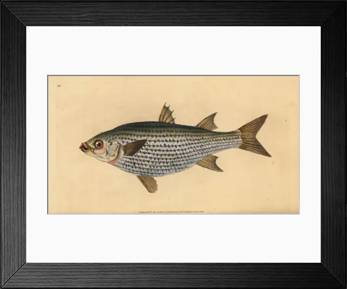 Framed Print : Flathead mullet, Mugil cephalus Framed Print : Flathead mullet, Mugil cephalus