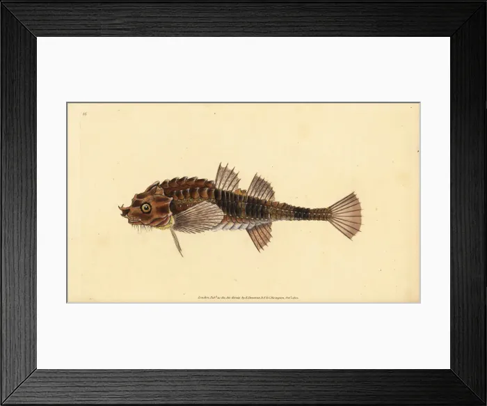 Framed Print : Hooknose, Agonus cataphractus Framed Print : Hooknose, Agonus cataphractus