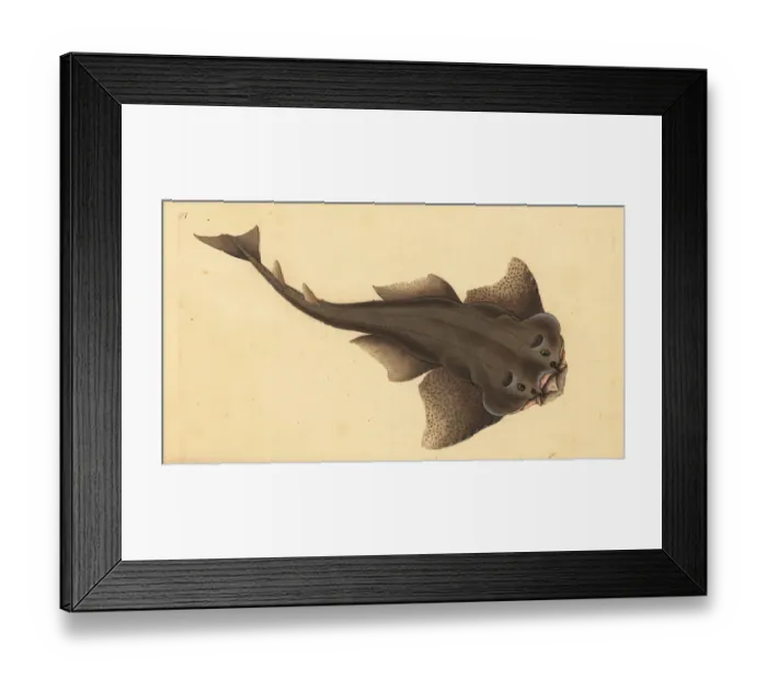 Framed Print : Angelshark, Squatina squatina. Critically endangered Framed Print : Angelshark, Squatina squatina. Critically endangered