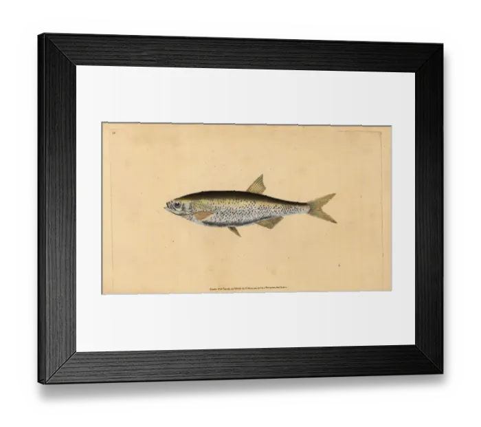 Framed Print : Common bleak, Alburnus alburnus Framed Print : Common bleak, Alburnus alburnus