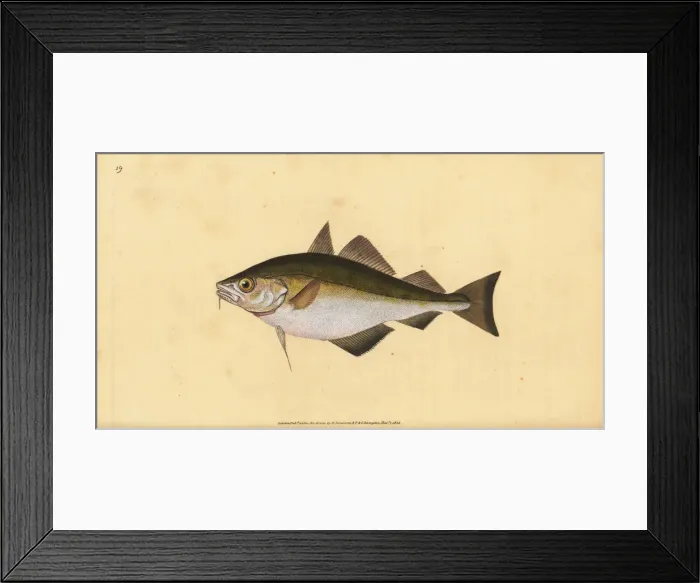 Framed Print : Pouting, Trisopterus luscus Framed Print : Pouting, Trisopterus luscus