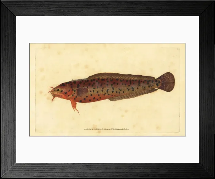 Framed Print : Shore rockling, Gaidropsarus mediterraneus Framed Print : Shore rockling, Gaidropsarus mediterraneus