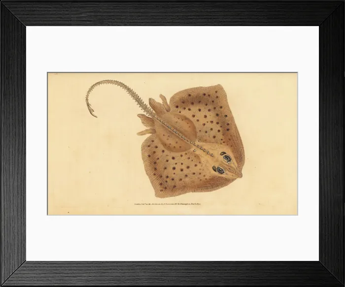 Framed Print : Thornback skate, Raja clavata. Near threatened Framed Print : Thornback skate, Raja clavata. Near threatened