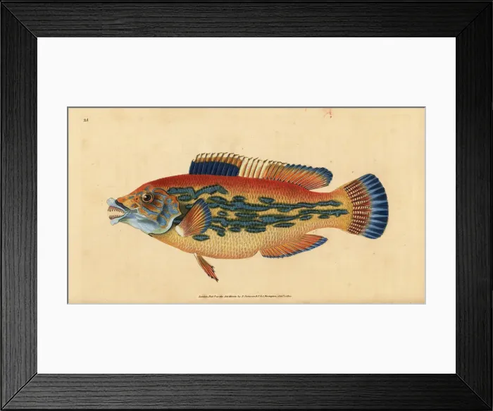 Framed Print : Cuckoo wrasse, Labrus mixtus Framed Print : Cuckoo wrasse, Labrus mixtus