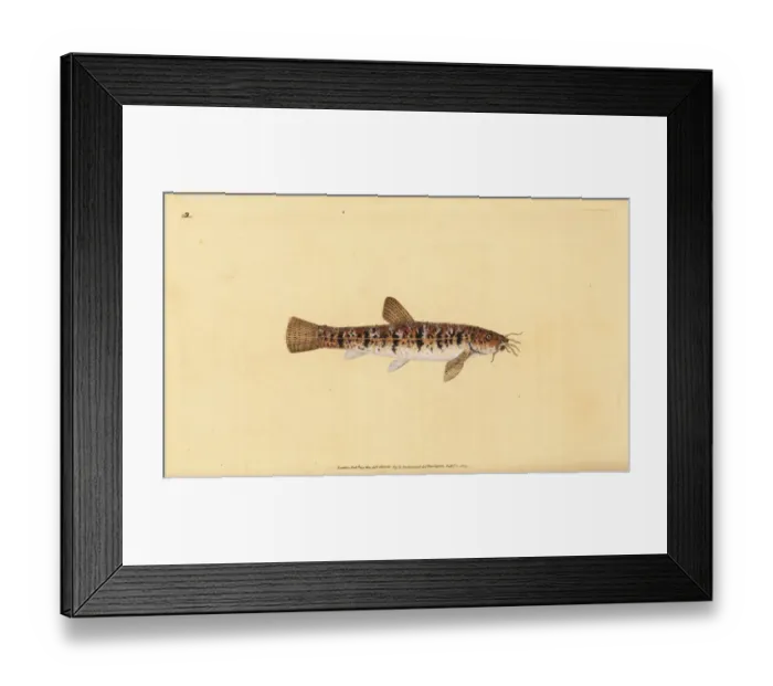 Framed Print : Stone loach, Barbatula barbatula Framed Print : Stone loach, Barbatula barbatula