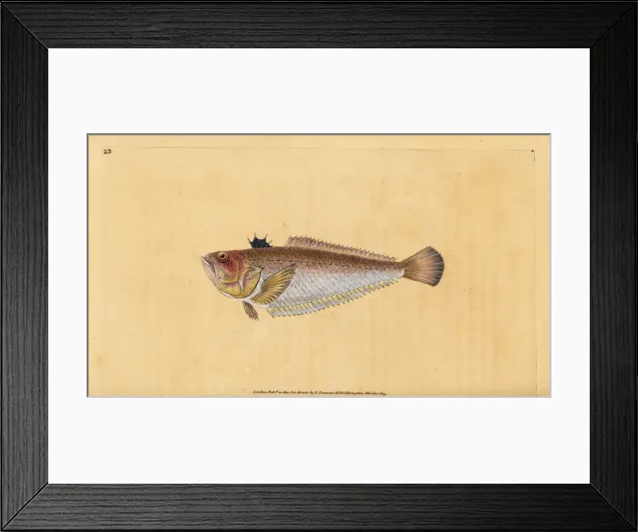 Framed Print : Common or greater weever, Trachinus draco Framed Print : Common or greater weever, Trachinus draco