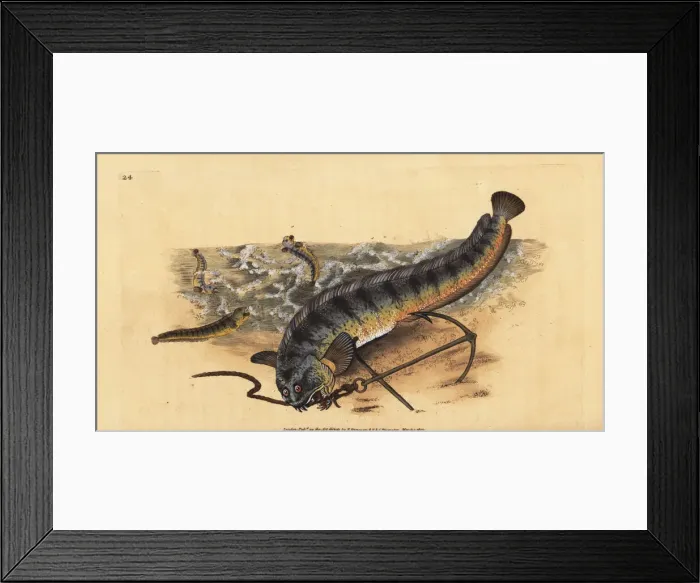 Framed Print : Atlantic seawolf or striped sea wolf, Anarhichas lupus Framed Print : Atlantic seawolf or striped sea wolf, Anarhichas lupus