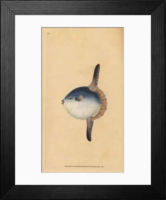 Framed Print : Ocean sunfish, Mola mola. Vulnerable Framed Print : Ocean sunfish, Mola mola. Vulnerable