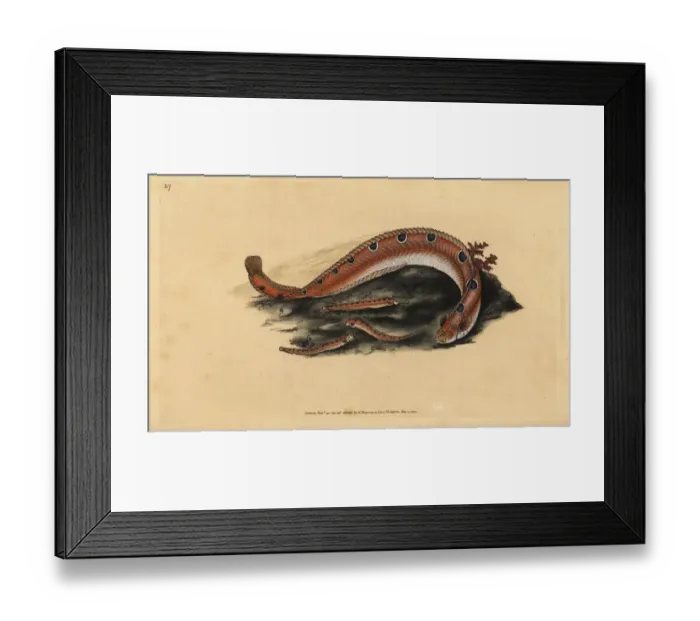 Framed Print : Rock gunnel, Pholis gunnellus Framed Print : Rock gunnel, Pholis gunnellus