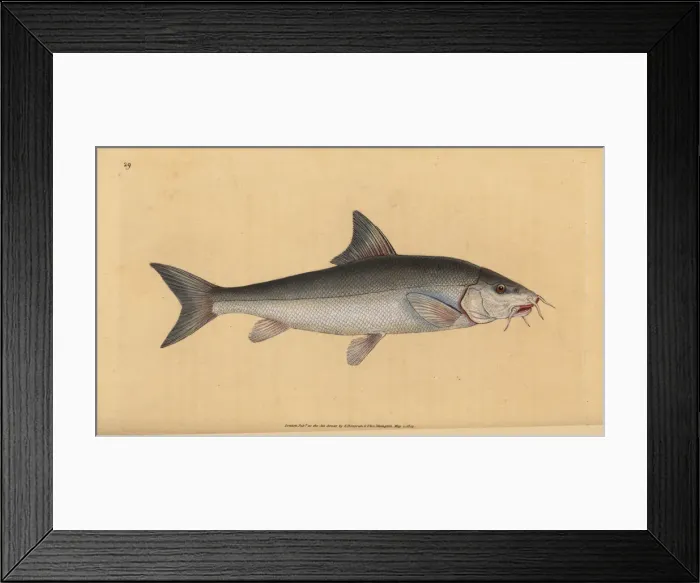 Framed Print : Barbel, Barbus barbus Framed Print : Barbel, Barbus barbus