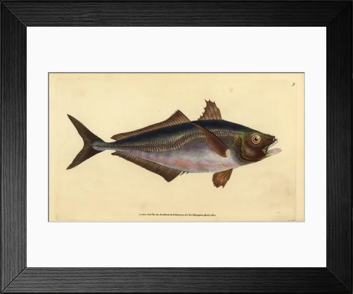 Framed Print : Atlantic horse mackerel, Trachurus trachurus Framed Print : Atlantic horse mackerel, Trachurus trachurus