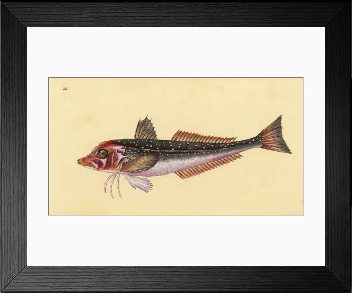 Framed Print : Grey gurnard, Eutrigla gurnardus