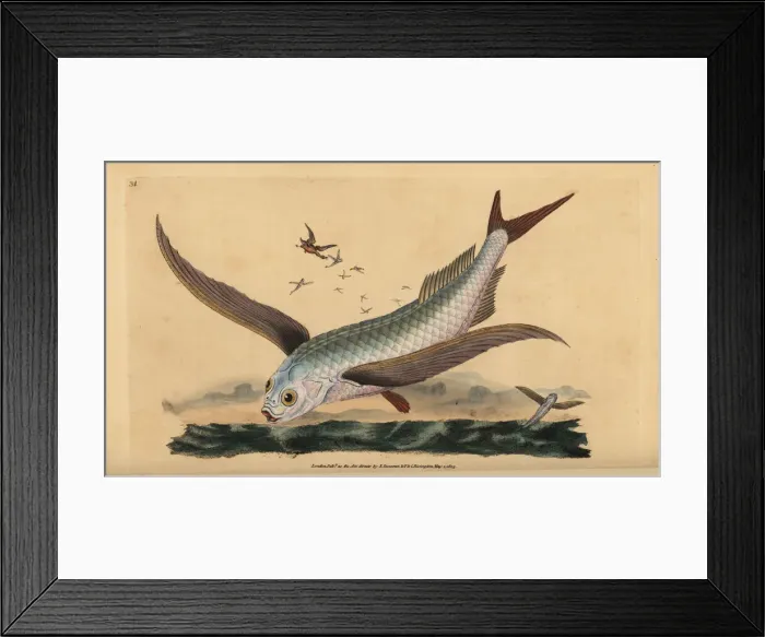 Framed Print : Tropical two-wing flyingfish or common flying Framed Print : Tropical two-wing flyingfish or common flying