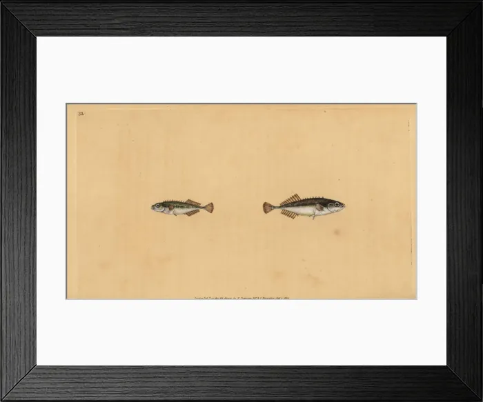 Framed Print : Ninespine stickleback, Pungitius pungitius Framed Print : Ninespine stickleback, Pungitius pungitius