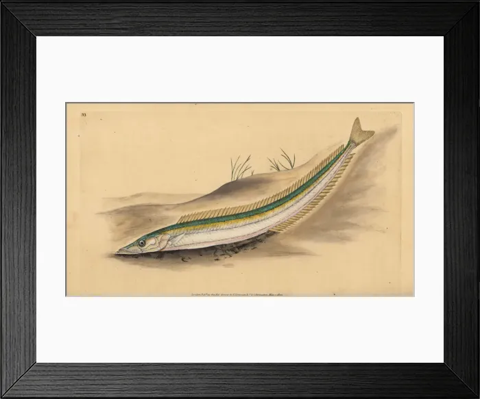 Framed Print : Small sandeel, Ammodytes tobianus Framed Print : Small sandeel, Ammodytes tobianus