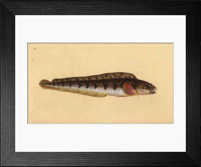 Framed Print : Viviparous eelpout, Zoarces viviparus Framed Print : Viviparous eelpout, Zoarces viviparus
