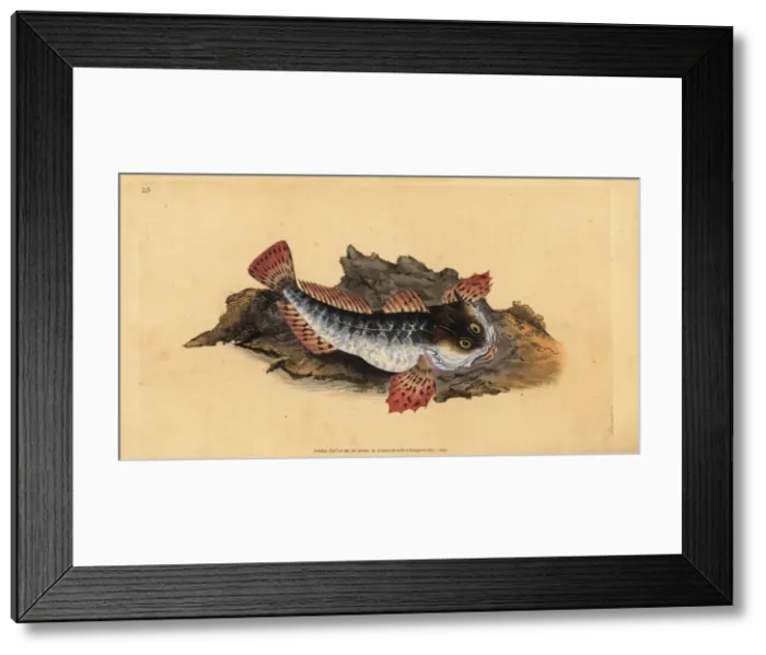 Framed Print : Father lasher or sea scorpion, Myoxocephalus scorpius Framed Print : Father lasher or sea scorpion, Myoxocephalus scorpius