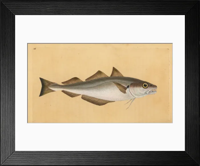 Framed Print : Whiting, Merlangius merlangus Framed Print : Whiting, Merlangius merlangus