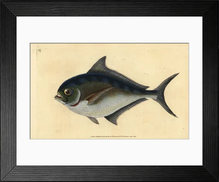 Framed Print : Atlantic pomfret, Brama brama Framed Print : Atlantic pomfret, Brama brama