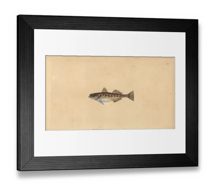 Framed Print : Sand goby, Pomatoschistus minutus Framed Print : Sand goby, Pomatoschistus minutus