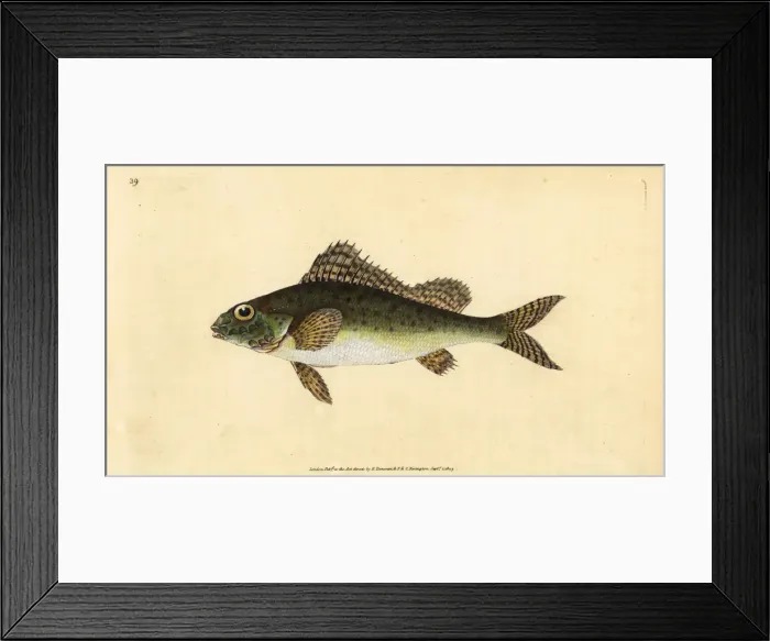 Framed Print : Ruffe, Gymnocephalus cernua Framed Print : Ruffe, Gymnocephalus cernua