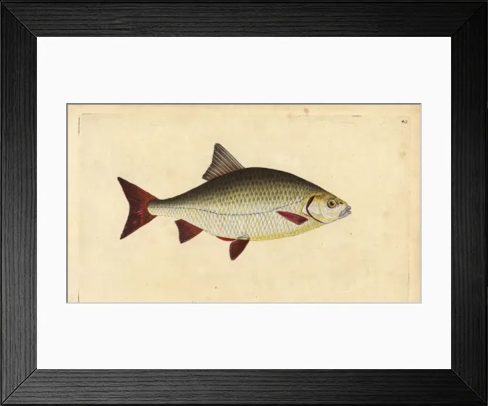 Framed Print : Rudd, Scardinius erythrophthalmus Framed Print : Rudd, Scardinius erythrophthalmus