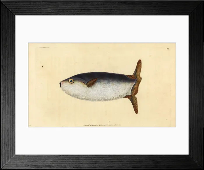 Framed Print : Slender sunfish, Ranzania laevis Framed Print : Slender sunfish, Ranzania laevis