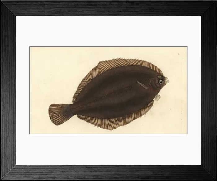 Framed Print : Lemon sole, Microstomus kitt Framed Print : Lemon sole, Microstomus kitt