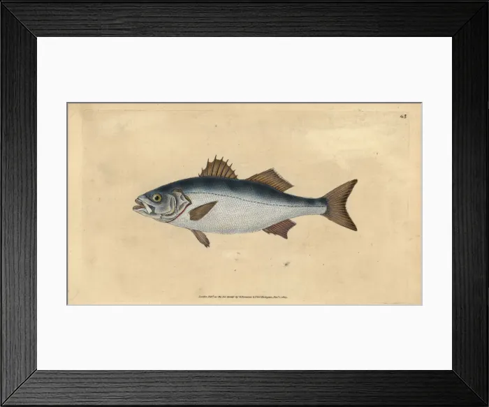 Framed Print : European seabass, Dicentrarchus labrax Framed Print : European seabass, Dicentrarchus labrax