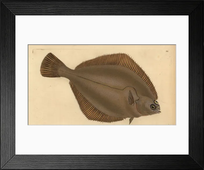Framed Print : Common dab, Limanda limanda Framed Print : Common dab, Limanda limanda