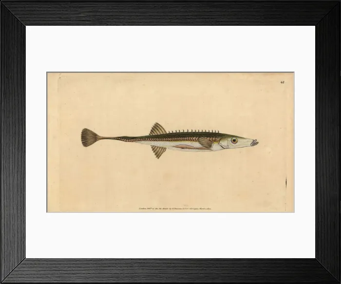 Framed Print : Sea stickleback, Spinachia spinachia Framed Print : Sea stickleback, Spinachia spinachia