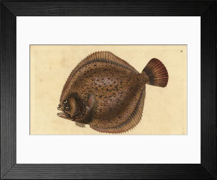 Framed Print : Turbot, Scophthalmus maximus Framed Print : Turbot, Scophthalmus maximus