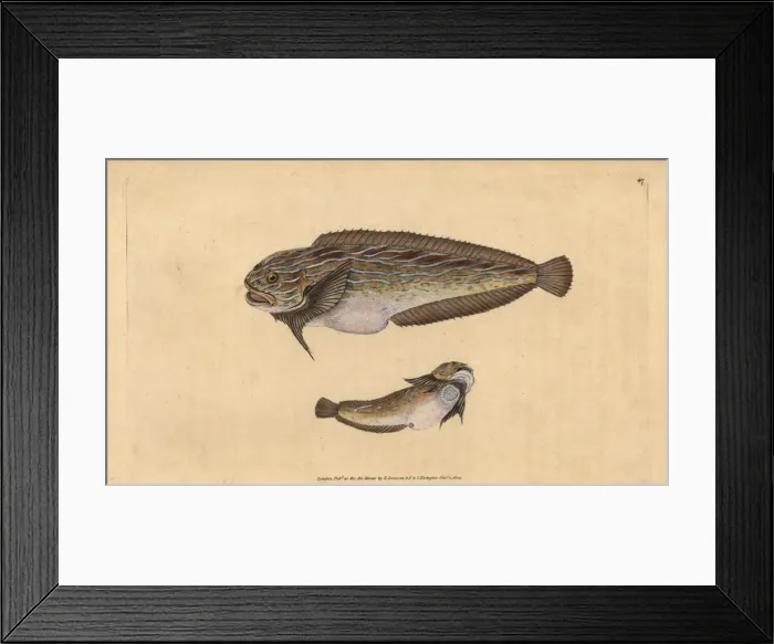 Framed Print : Striped seasnail, Liparis liparis liparis Framed Print : Striped seasnail, Liparis liparis liparis