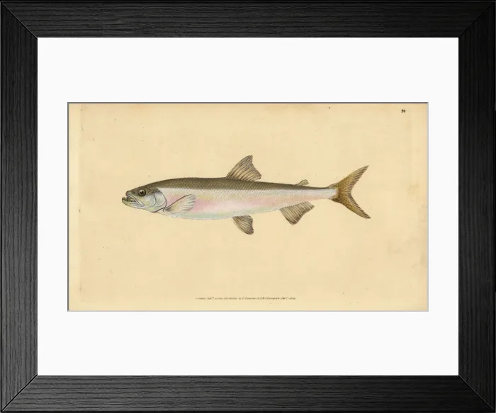 Framed Print : Smelt, Osmerus eperlanus Framed Print : Smelt, Osmerus eperlanus
