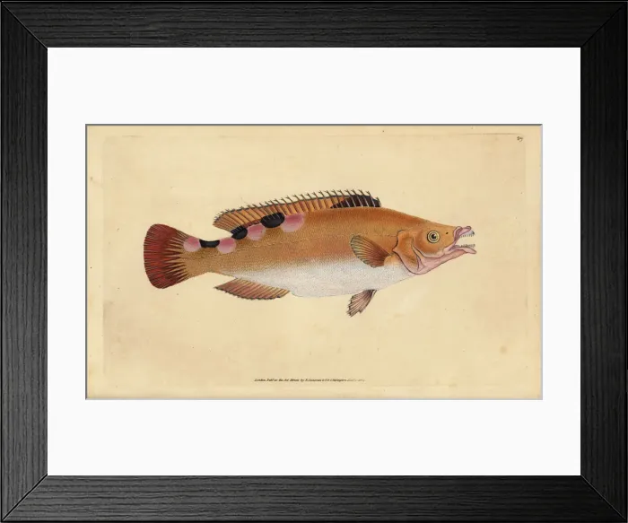 Framed Print : Cuckoo wrasse, Labrus mixtus Framed Print : Cuckoo wrasse, Labrus mixtus