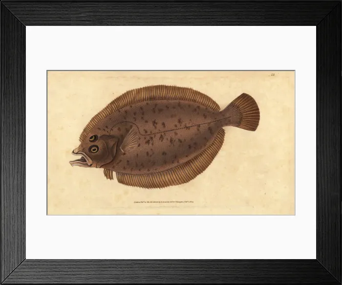 Framed Print : Megrim or whiff, Lepidorhombus whiffiagonis