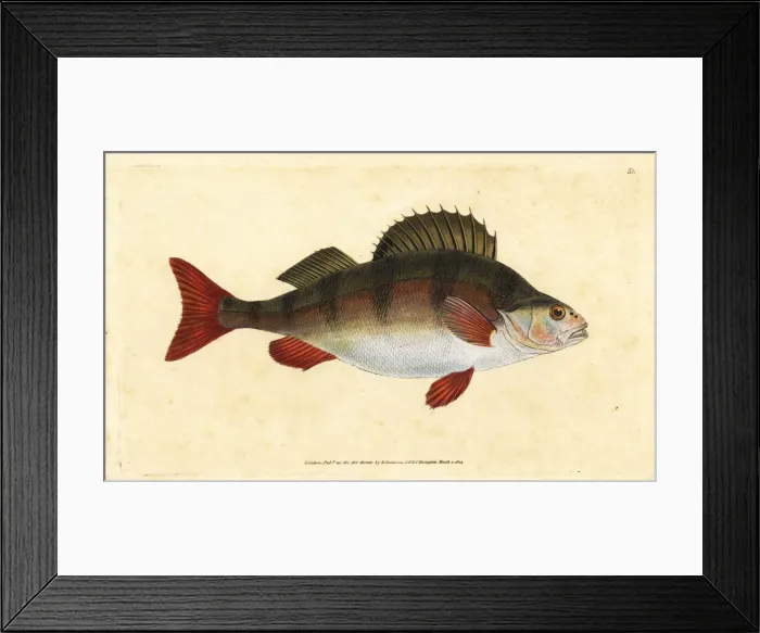 Framed Print : Perch, Perca fluviatilis