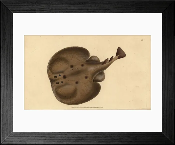 Framed Print : Common torpedo, Raja torpedo Framed Print : Common torpedo, Raja torpedo