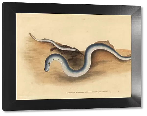 River lamprey, Lampetra fluviatilis