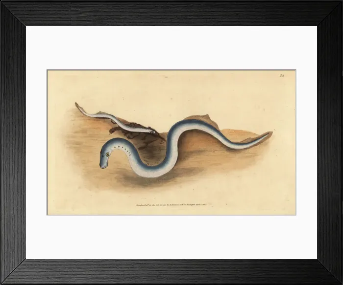 Framed Print : River lamprey, Lampetra fluviatilis