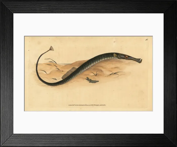 Framed Print : Broadnosed pipefish, Syngnathus typhle Framed Print : Broadnosed pipefish, Syngnathus typhle