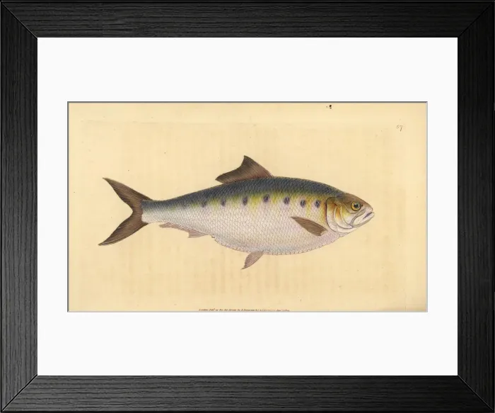 Framed Print : Allis shad, Alosa alosa Framed Print : Allis shad, Alosa alosa