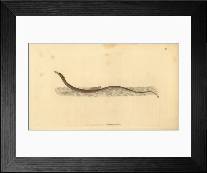 Framed Print : Sargassum pipefish or pelagic pipefish, Syngnathus pelagicus Framed Print : Sargassum pipefish or pelagic pipefish, Syngnathus pelagicus