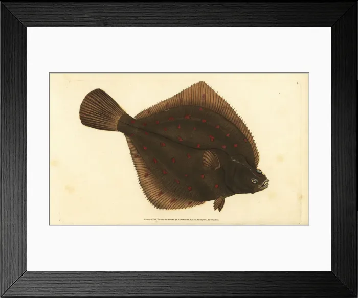 Framed Print : European plaice, Pleuronectes platessa Framed Print : European plaice, Pleuronectes platessa