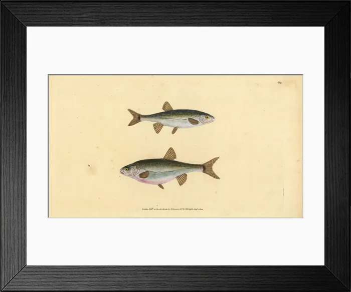 Framed Print : Eurasian minnow, Phoxinus phoxinus Framed Print : Eurasian minnow, Phoxinus phoxinus
