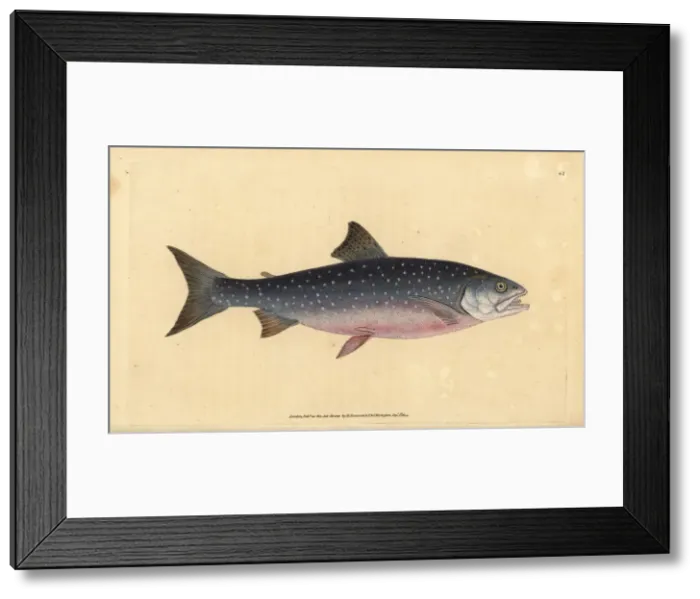 Framed Print : Arctic char, Salvelinus alpinus alpinus Framed Print : Arctic char, Salvelinus alpinus alpinus